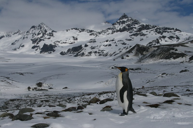 IMG_1790.JPG - King Penguin (Aptenodytes patagonicus)